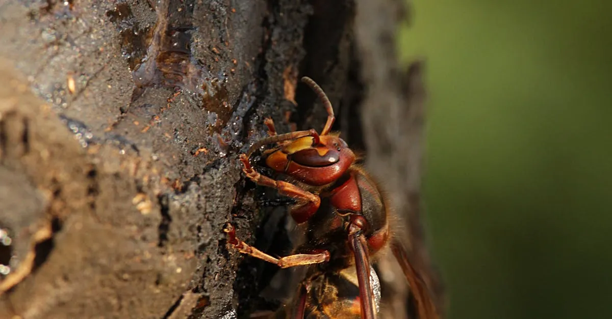 Removing Tree Sap and Bug Residue with Xenit Citrus Cleaner